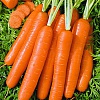 Морковь Детская сладоть