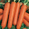 Морковь Самсон 0,5 г (Голландия)