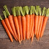 Морковь Витаминная 6 4,0 г Уд. с. Семян больше 